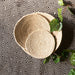 Assorted Plain Beige Sabai Baskets Combo-Sabai baskets-House of Ekam